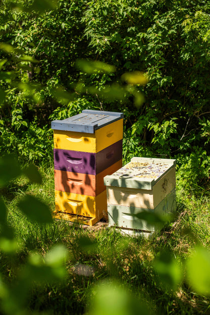 Peppermint Sage - Milk and Honey Lotion - 2oz. Messner Family Bee Farm