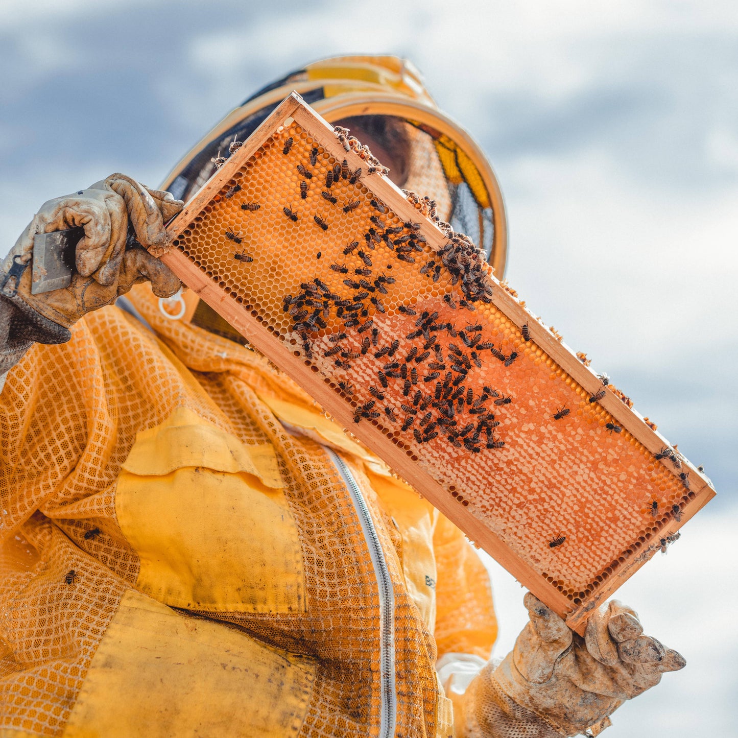 Plain and Simple - Milk and Honey Lotion - 2oz - Messner Family Bee Farm